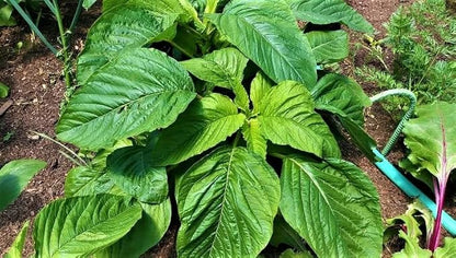 2500 Callaloo Amaranth Spinach Green Seeds for Planting