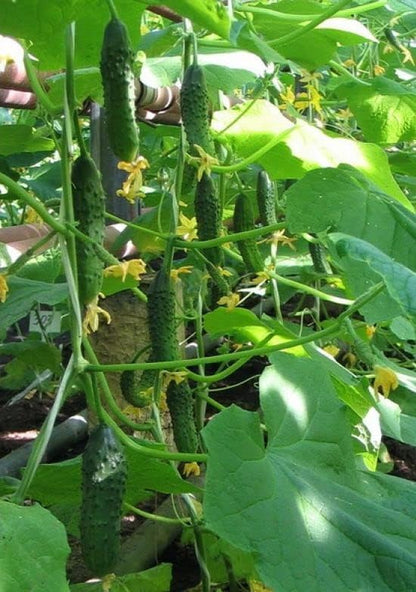 Seeds Self-Pollinated Cucumber Firm Secret F1 40 Days for Pickling Indoor Non GMO Hybrid