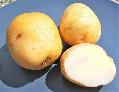 TomorrowSeeds - PRE-Order Now! Ships April 2026 - Kennebec Seed Potatoes Seeds - 5 Pounds - for 2026 Planting Certified for Growers White Potato Beige Tan Thin Skin USA Garden Growing Planting