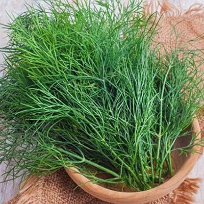 2000+ Seeds Bush Dill - Vegetable Green