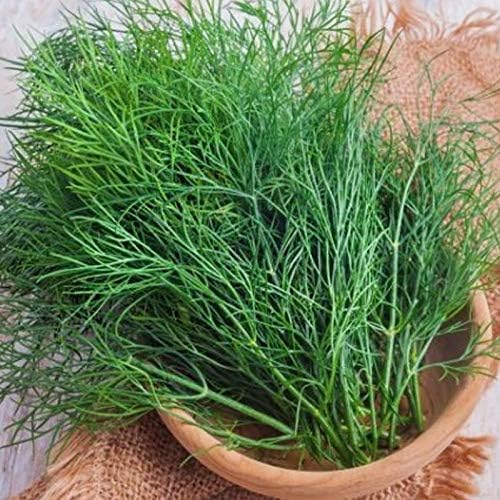 2000+ Seeds Bush Dill - Vegetable Green