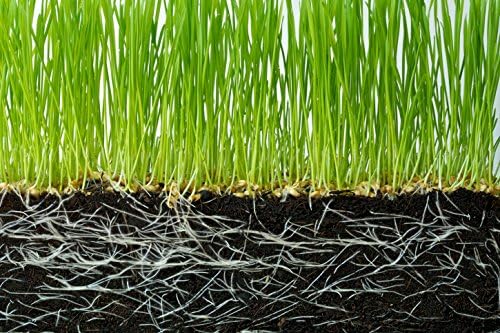 Super Absorbent Polymers Moisture and Fertilizers Keeper for Plants (40 Lb.)