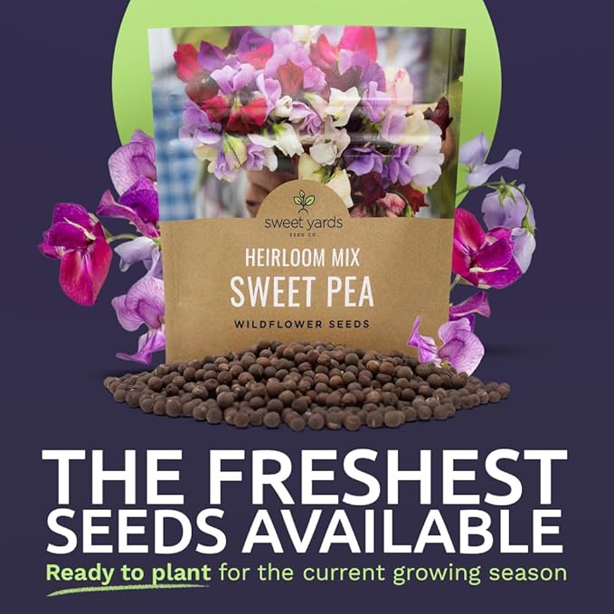 Sweet Pea Seeds Heirloom Mix - Bulk 1 Ounce Packet - Over 350 Seeds - Large Fragrant Lavender, Purple, Red, Pink and White Blooms