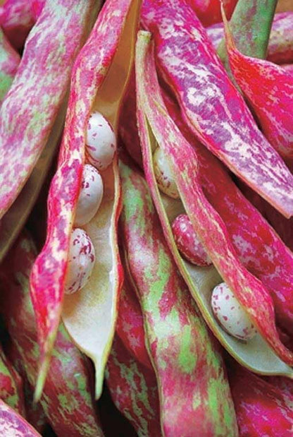TomorrowSeeds - Pink Cranberry Bean (Taylor) Seeds - 20+ Count - for 2026 Planting Heirloom Italian Borlotti French Pinto Broad Beans Taylor Horticultural Speckled Bays Vegetable Grow Your Own Home
