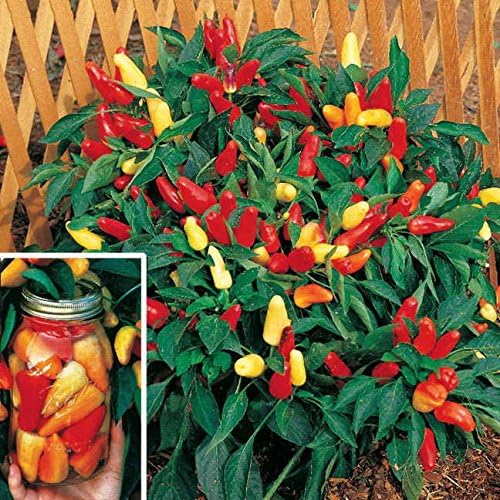 Park Seed Sweet Pepper Vegatable Plant Seeds, Easy to Grow, Spring Garden, Sweet Pickle, Pack of 25
