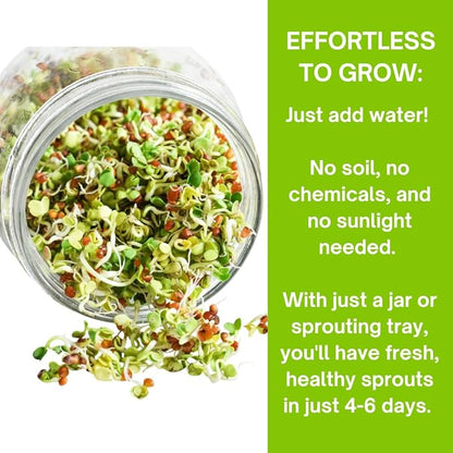 ZestiGreens Sprouting Seed Sampler – 5 Top Varieties (1 Pack Each, 11 g) | Broccoli, Alfalfa, Mung Bean, Clover & Daikon Radish | High-Germination, Perfect for Jars & Trays