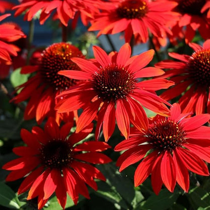 200+ Red Coneflower Seeds – Non-GMO, Open Pollinated Echinacea Purpurea – Perennial Medicinal Flower Seed for Garden, Herbal Tea, and Pollinators – High Germination Rate
