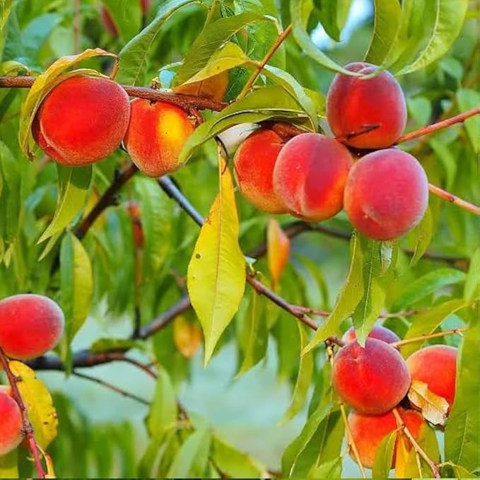 Peach Seeds for Planting – 3 Pcs Peach Tree Seeds for Home Garden, Fruit Tree Seeds for Backyard Orchard, Growing Instructions Included