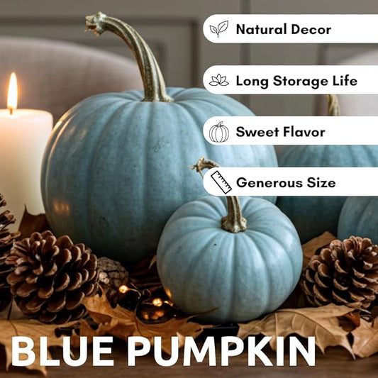 Exotic Blue Pumpkin Seeds | 10 Seeds Packet | Blue Jarrahdale Pumpkin | Beautiful Slate Color for Fall Décor & Baking | Easy Heirloom Seeds