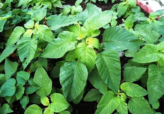 2500 Callaloo Amaranth Spinach Green Seeds for Planting
