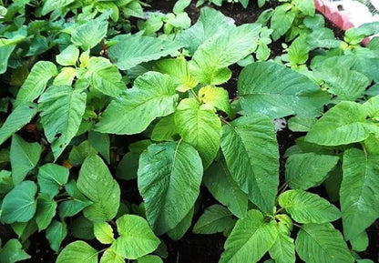 2500 Callaloo Amaranth Spinach Green Seeds for Planting