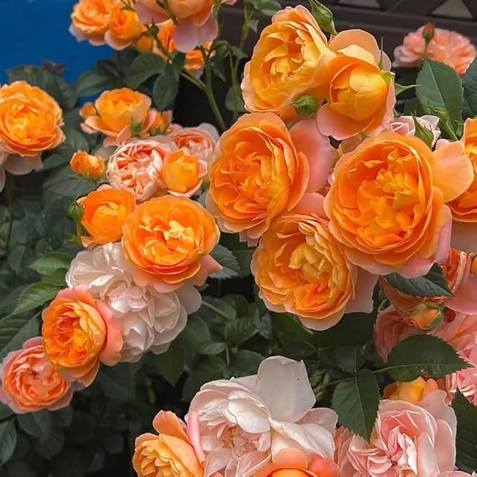 50+ Rare Juicy Terrazza Rose Seeds Perennial Flowers Bloom Late Winter to Early Spring Planting