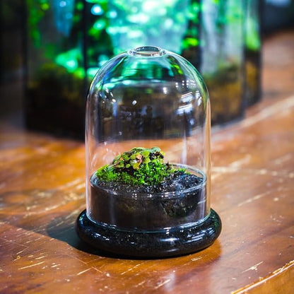 Small Glass Dome with Base and Air Hole - 4.7 x 4.7 x 6.3 Inch - Clear Glass Cloche Bell Jar, Home Indoor Tabletop Decorative Terrarium, (No Plants Included)
