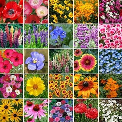 Non GMO Bulk Pacific Northwest Wildflower Seed Mix 25 Species of Wildflower Seeds (10 Lbs)