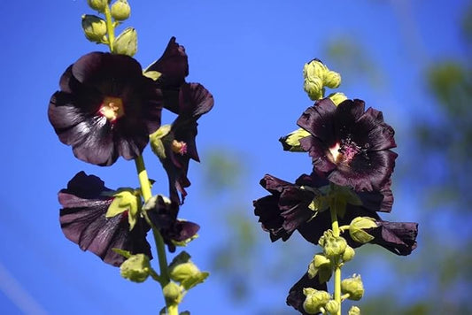 Seeds Hollyhock Nigra Giant Mallow Flower Perennial Outdoor Garden Cut Flowers for Planting