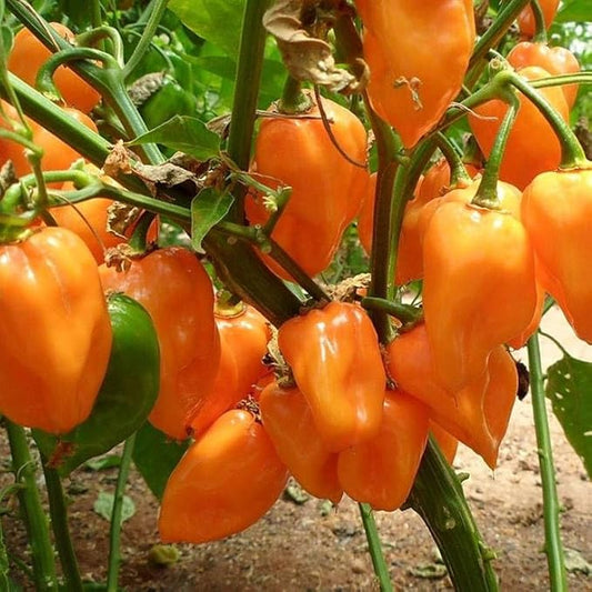 Park Seed Magnum Organic Habanero Pepper Seeds, Pack of 25 Seeds – 90 Days to Maturity, Hot Peppers for Cooking and Spices, Heat and Drought Tolerant, High Yield
