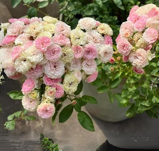 50+ Pink White Rose Seeds Fragrant Rose Flowers Garden Planting