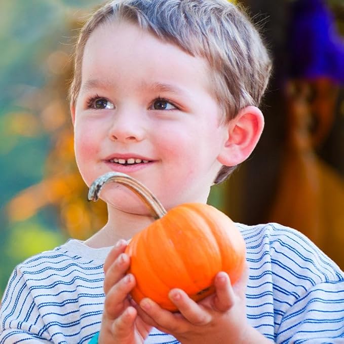 Eden Brothers Pumpkin Seeds - Jack Be Little Non-GMO Seeds for Planting, Packet | High-Yielding, Fast Growing Vegetable Seeds, Plant During Warm Season, Zones 3, 4, 5, 6, 7, 8, 9, 10