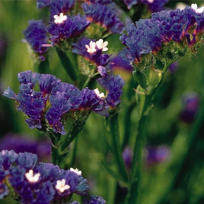 1000+ Mix Statice Pastel Seeds for Planting Outdoors-Annual Limonium Sinuatum Beautiful Flowers Seeds- Non-GMO Heirloom for Home Garden