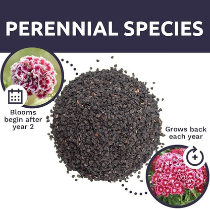Sweet William Seeds – Mixed Pink Colors – Extra Large Packet – Over 120,000 Open Pollinated Non-GMO Flower Seeds – Dianthus barbatus