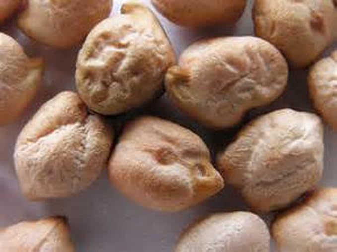 Garbanzo Bean Microgreen 8 OUNCES OF GARBANZO BEAN SEEDS FOR SPROUTING