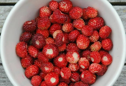250+ Wild Strawberry Seeds Fragaria Vesca Fresh Fruits Garden Planting