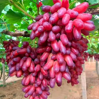 Dwarf Finger Grapes Seeds for Planting Outdoor, 200pcs Sweet Orangic Grape Tree Fruit Seeds Non-GMO Heirloom Plants, Delicious Juicy Plants in Your Home Garden