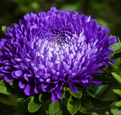 200+ Perennial Aster Flower Seeds for Planting Outdoors-Rainbow Flower Garden Home Fragrant Butterfly