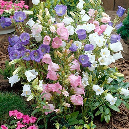 Seeds Canterbury Bells Double Mix Biennial Flowers