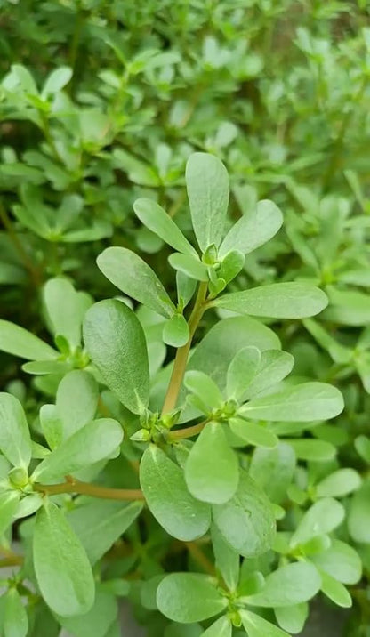 Golden Purslane Seeds Edible Portulaca Oleracea Sativa Non GMO Heirloom 600pcs