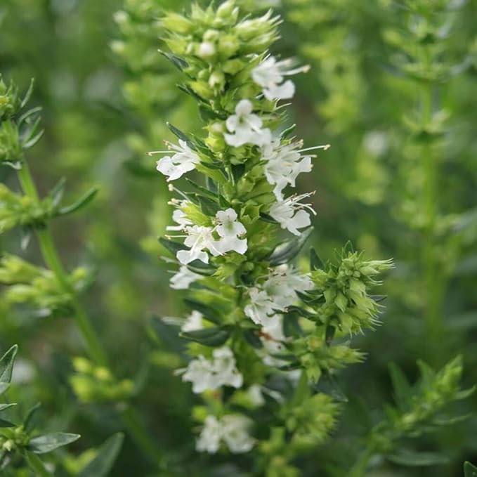 Outsidepride White Hyssop Seeds for Planting - 1000 Pcs Perennial Herb Garden Seeds with Fragrant Blooms Attractive to Pollinators, for Small Gardens, Containers, & Xeriscaping
