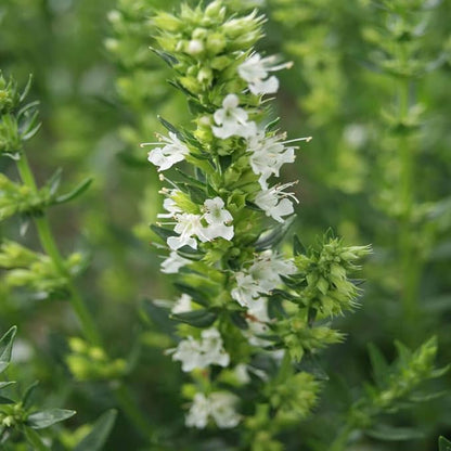 Outsidepride White Hyssop Seeds for Planting - 1000 Pcs Perennial Herb Garden Seeds with Fragrant Blooms Attractive to Pollinators, for Small Gardens, Containers, & Xeriscaping