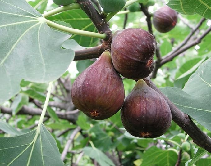 200PCS Fig Tree Seeds Sweet Fruit Shrub Bonsai Fresh Fruit Seeds