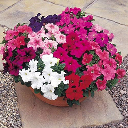 Seeds Petunia Unicum F1 Mix Indoor Annual Flowers for Planting