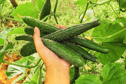 Pack of 50 Zucchini Summer Squash Seeds, Zucchini Seeds for Planting Outdoors