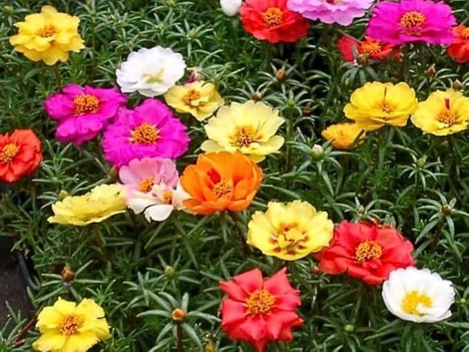 200+ Happy Hour Moss Rose Seeds Double Mix Color Flowers Garden Planting