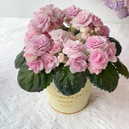 50 Saintpaulia Flower Seeds for Planting, Mixed Color Rare African Violet Seed, Perennial Non-GMO African Violet Seeds for Small Garden Border, Home Outdoor