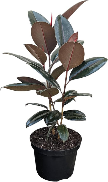 Burgundy Rubber Plant, 8 inch Pot, Live Indoor Ficus Elastica Tree, 2-3 Feet Tall