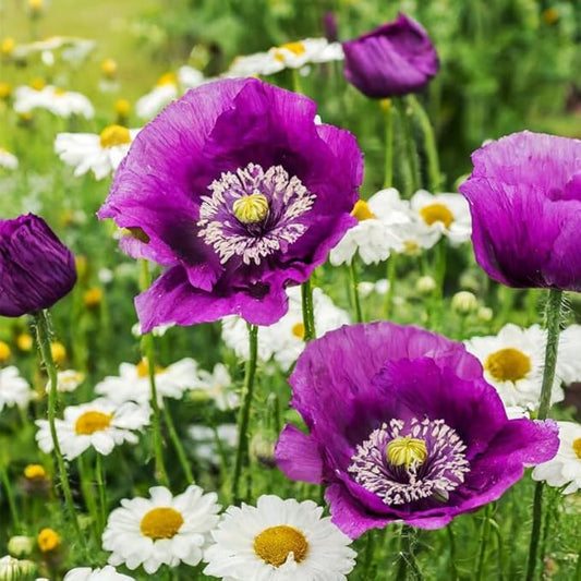 4200+ Purple Poppy Flower Seeds for Planting-Heirloom Non-GMO Seeds,Colorful Blooming Garden Flowers