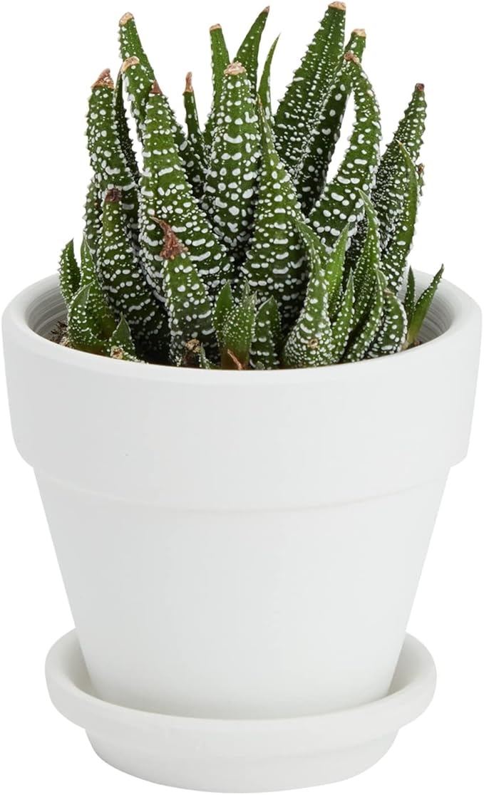 Juvale Mini Terracotta Pots - Pot with Drainage Hole - Versatile Succulent & Herb Planter - Paintable White Planter for Custom Decor - Pack of 12, White, 2.9 x 2.9 x 2.5 in