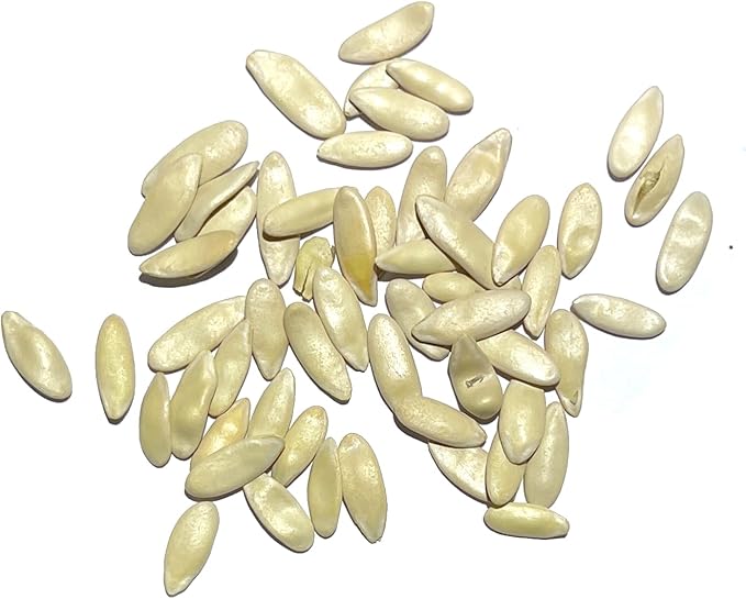 Seed Needs Cucumber Seeds for Planting Armenian Yard Long Cucumbers - Heirloom Non-GMO & Untreated - Snake Melon/Serpent Cucumber to Plant a Home Grown Outdoor Vegetable Garden (5 Packs)