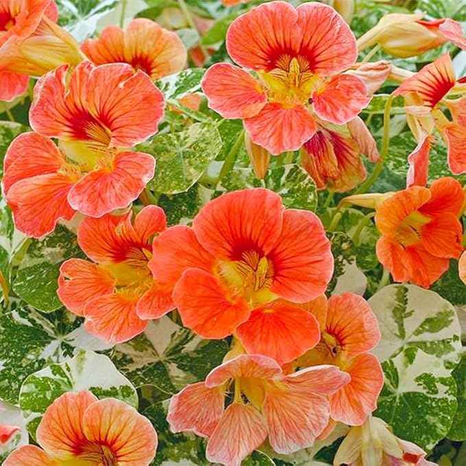 280+ Mix Nasturtium Seeds for Planting-Non-GMO Heirloom Plant Seeds Garden Outdoor