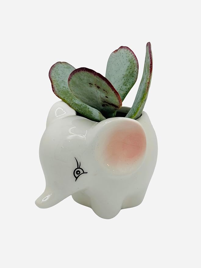 CZ Grain 1 Pot | 3 Inch | Small Succulent Plant Ceramic Animal Pot, Cute Home and Office Decor (Elephant)