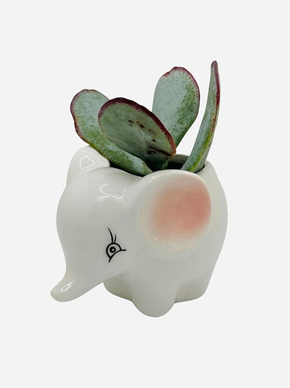 CZ Grain 1 Pot | 3 Inch | Small Succulent Plant Ceramic Animal Pot, Cute Home and Office Decor (Elephant)