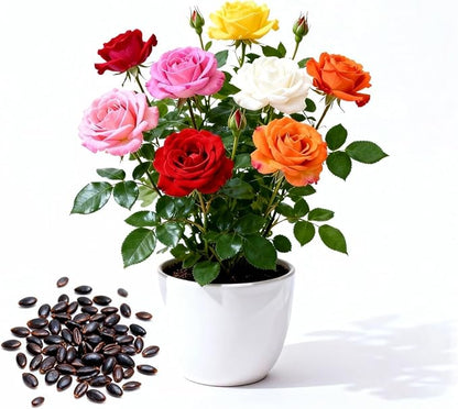 remium Rose Seeds for Planting - 200 PCS, Non-GMO Flower Seeds for Garden, High Germination Heirloom Roses Seed Varieties