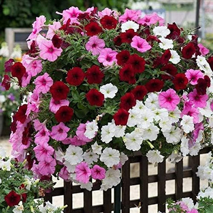 Seeds Petunia Triumph Rainbow Mix - Annual Flowers for Planting - GMO Free