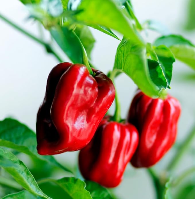 35+ Pcs Hot Pepper Seeds for Planting Ghost Habanero - Mix Ghost Pepper Seeds, Red, Orange, Yellow, Habanero Seeds for Planting in Garden Non GMO, Heirloom Peppers Seeds