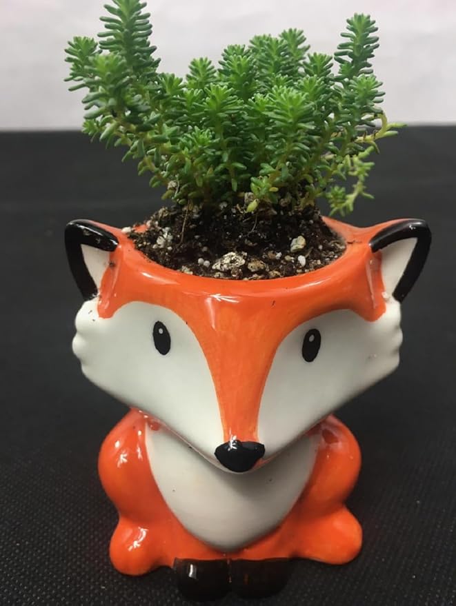 Ceramic Succulent Plant Pot Cactus Plant Pot Flower Pot Container Planter with Drainage Hole Home Office Desk Garden Gift Idea Animal Shaped Flower Pot Cute Vase Pot (Fox)