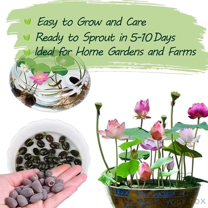 Premium Lotus Seeds for Planting – 15 Pre-Cut Bonsai Lotus Flower Seeds in Water – Non-GMO, Heirloom - Grow Stunning Lotus Flowers in Ponds & Gardens