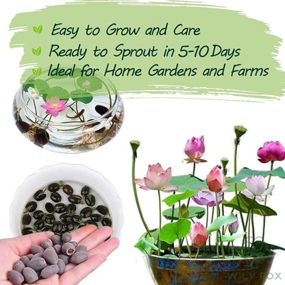 Premium Lotus Seeds for Planting – 15 Pre-Cut Bonsai Lotus Flower Seeds in Water – Non-GMO, Heirloom - Grow Stunning Lotus Flowers in Ponds & Gardens